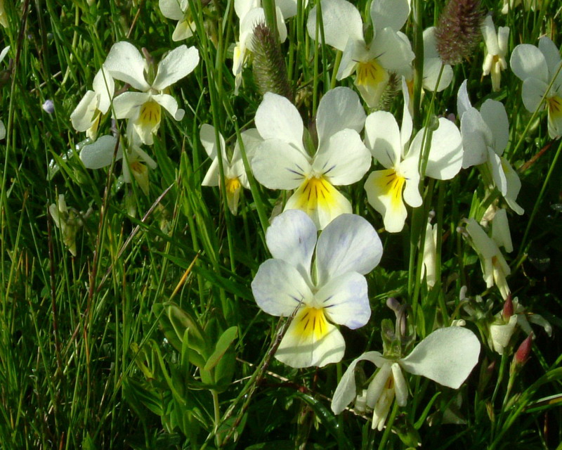 Viola ...variabilit di Viola calcarata